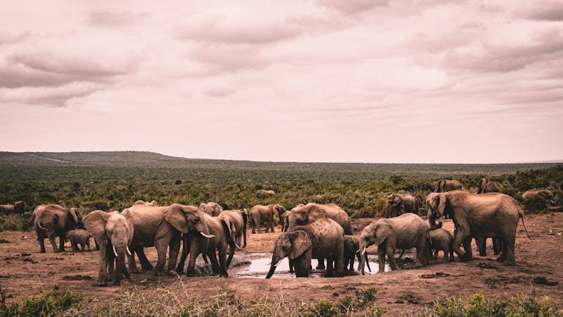 group of elephants on brown field during daytime